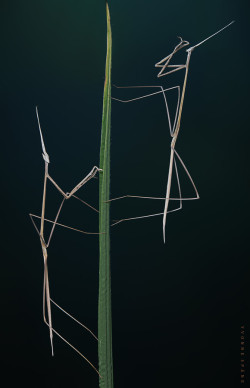 stephanocardona:  Schizocephala bicornis by yspaene Link: http://ift.tt/U9CQc9