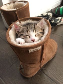 mastercatscinema:  I found a cozy place for this cold weather.  Via imgur. 