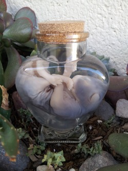 strangeinsugarhouse:  Fetal kitten wet specimen in heart shaped jar just listed! StrangeInSugarhouse.etsy.com As always, this specimen is cruelty free and was obtained from a roadkill specimen. No animals are harmed to create these pieces. 