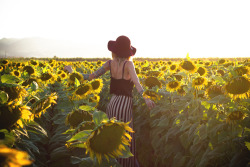 I always dreamed about shooting in a sunflower field. photo by noisenest, model Theresa Manchester