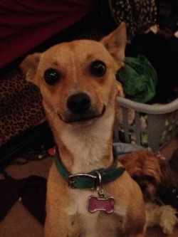 ultramarinemachine:  amy-lou-who-916:  welc0me-tohell:  This is my dog, Lily. My sister and I bought her, without my dads permission and brought her home as a puppy about a year ago. My dad hates her, but me &amp; my 2 sisters love her to death. This