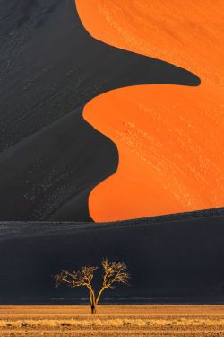 ollebosse:  Dune and tree, Namib-Naukluft National Park, Namibia. Photograph take by Ian Plant  