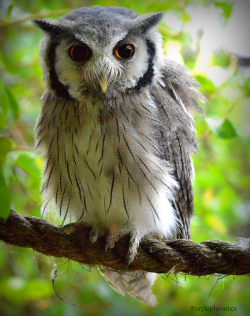 cloudyowl:  White-faced Scops Owl by purplepheonixx 