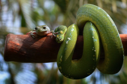 trebled-negrita-princess:  divineapprehension:  nubbsgalore:  tree frog and tree python are totes besties. photos by fahmi bhs (previously featured) in jakarta (more precious lil buddies)  This is the cutest thing I’ve ever seen   The froggy is smiling
