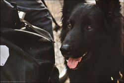handsomedogs:  black shepherd (submitted by celsphotography) 