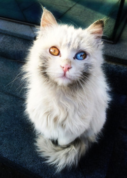 alliekitaguchi:  this cat’s eyes hold the answers of the universe 