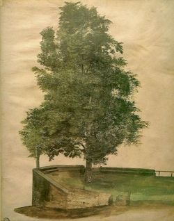 wetreesinart:  Albrecht Dürer (1471-1528), Linden Tree on a Bastion, 1494  