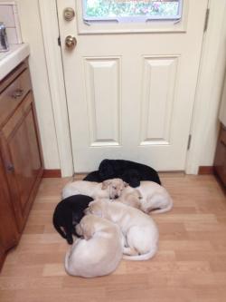 awwww-cute: They fell asleep waiting to go outside to play 