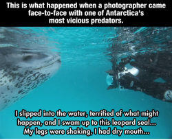 chocolatecakesandthickmilkshakes:  astrodidact:  queenbroslob:  sizvideos:  TL;DR : Watch this incredible story in video  This is amazing, but I get the worst anxiety  There aren’t enough feelz in all of tumblr….  Be glad there were penguins around