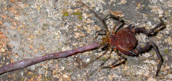astronomy-to-zoology:  Pachyloidellus goliath …a species of tropical harvestman that is native to Argentina in South America.  P.goliath is mainly active at night and is a generalist predator and has been observed feeding mostly on earthworms and a