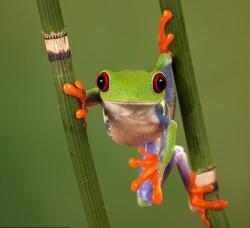 magicalnaturetour:  Frog in Costa Rica by Peter Reijners