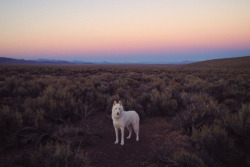 coyotegold:johnandwolf:  Middle of Nevada on the 50, “the loneliest road in America” / September 2014   What kind of dog is this? Its so beautiful