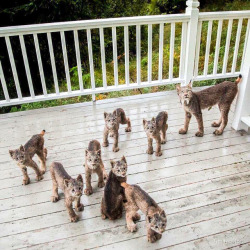 naamahdarling: princesstigerbelle:  exeunt-pursued-by-a-bear:   thefrogman:  sirfrogsworth:  A mama lynx decided this Alaskan porch was a good spot to give birth.  I guess when a giant cat decides to have kittens on your porch, you have to let nature