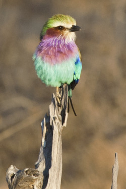 llbwwb:  (via 500px / Lilac Breasted Roller - Zambia by Marcus Visic) 