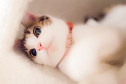 lifes-little-ways:  inspector-pervert:  samaralex:  Seiji Mamiya  WHAT A HAPPY AND SLIGHTLY OUT OF FOCUS CAT.  This cat is prettier than I’ll ever be 