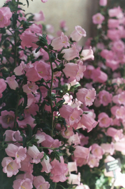 floralls:  (by ruemorgueavenue) 