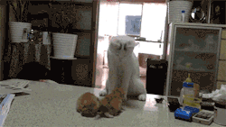 tastefullyoffensive:  Father cat gives his kittens a fighting lesson. [via/video]
