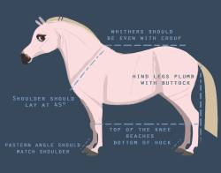 eworthylake:  uncertain-imp:  coelasquid:  eworthylake:  Little horse tips!  cool!  Really good tips for drawing/seeing pretty conformation! Not all horses have pretty conformation, though, so if you goof up don’t get too sad.  A whole bunch of the