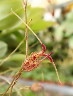 orchid-a-day: Scaphosepalum cimex October 3, 2018  