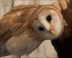 stefanyd:  phoenix-angel-suyari:  caligaes:  dansphalluspalace:  THIS IS ONE OF THE REASONS WHY I DO NOT TRUST OWLS.  awwww, demonic looking cutie  It just wants to be loved on from every angle!  It just wants to be loved on from every angle 