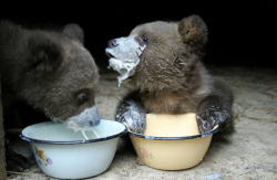 awwww-cute:  It’s nearly time for breakfast. The bear cubs are learning to eat from bowls instead of drinking from bottles. It’s not easy
