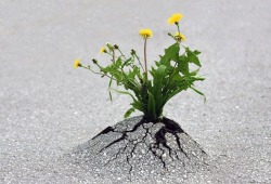 asylum-art-2:  Great shots on plant survival in hostile environments In the following examples you will see how will some plants can survive in the most hostile environments. Whether in asphalt or against a stone wall, in the middle of a tire dump or