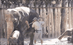 trogdorthe-burninator:  dbsharpy:  gentlemanbones:  commander-bailey:  4gifs:  It’s cool bro, I can handle this. [video]  He just fucking hands it to him. The fucking face the elephant makes.  HOHOHOHOOOOOOOTHAT’S THE WAY I LIKE IT    fuCKING COSBY