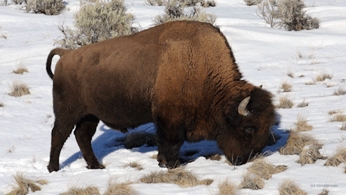 riverwindphotography:A young female Bison grazes on winter grasses, Shoshone National Forest, Wyoming© riverwindphotography, January 2022