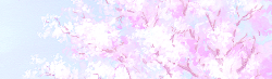 sugayy-deactivated20151005:  The Cherry Blossom
