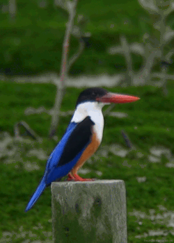 headlikeanorange:  A black-capped kingfisher