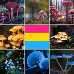 lgbt-nature-aesthetics:Pansexual + forest with mushrooms for anon 💖💛💙🍄