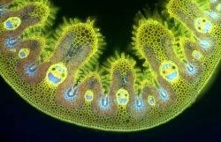 hyperactivetardis:  kia-kaha-winchesters:  cheefkief:  sicut-es-unda:  Grass cells under a microscope.  THEY LOOK SO HAPPY  &ldquo;the sun is our mommy and she is big and very beautiful!&rdquo;  that was the cutest thing I have ever read 