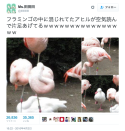konya:  bochinohito:  Ms.田田田さんはTwitterを使っています: “フラミンゴの中に混じれてたアヒルが空気読んで片足あげてるｗｗｗｗｗｗｗｗｗｗｗｗｗｗｗｗ https://t.co/CNGiVStIIt”  鳥は休むとき大体片足