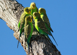 honpun:  http://www.listeningearth.com/blog/happy-budgies-wild-budgerigar-sounds-promote-wellbeing-of-pet-birds