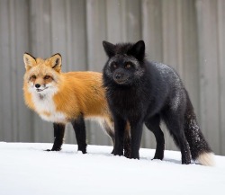 beautiful-wildlife:Red and Silver Fox Pair by