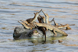rorschachx:  Gharial crocodiles (Gavialis gangeticus)  nesting colony on the banks of the Chambal River, India | image by Udayan Rao Pawar 