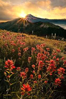 wonderous-world:  Mt Jefferson, Oregon, USA by Alan Howe