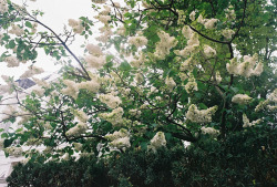 stromov:  pretty white flowers by laura olljum. on Flickr. 