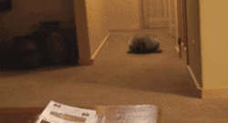 portmantaur:  there are so many questions. why is this raccoon in someone’s hallway. why is it rolling. why does it stop for a moment to check something and then clearly decide to roll again. what did it find that made it roll to the right instead of