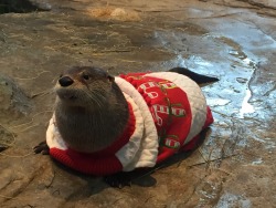 a-london-gent:  thechesterfield:  yourbrothershotfriend:REBLOG THE CHRISTMAS OTTER IN 10 SECONDS FOR BOUNTIFUL GIFTS AND A MERRY CHRISTMAS  Done. And done. For the Merry! ♡ em  Screw the gifts. Just give me the otter  How cute
