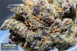 theheroicchemist:  Girl Scout Cookies, nicknamed GSC is a cross between OG Kush and Durban Poison hybrid from California. THC levels in this strain have won it many Cannabis Cup awards. Flavors include: sweet, earthy, and pungent. Effects include: creativ
