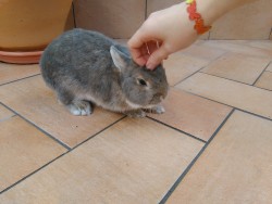 bony-the-bunny:  I love it