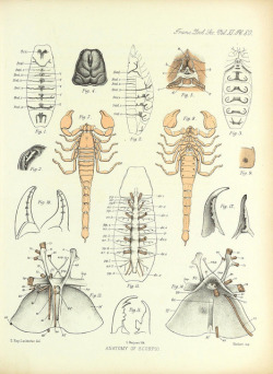 scientificillustration:  On the muscular and endoskeletal systems of Limulus and Scorpio by BioDivLibrary on Flickr. biodiversitylibrary.org/page/42196136