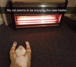 animal-factbook:  This, once again, is an example of animal worship of space heaters. Like the lemur, cats pose similarly to a human completely bowed over in prayer, although sometimes they choose to lay on their backs. This happens during the evening