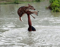 adoptpets:  Astonishing bravery of boy who risked his life to save baby deer in Bangladesh river by holding it above raging floodwaters  Boy called Belal defiantly held the young fawn in one hand above his head  Onlookers were unsure whether the boy was
