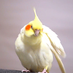 tootricky:  fluffy cockatiel (source) 