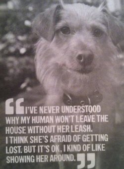 Canine logic