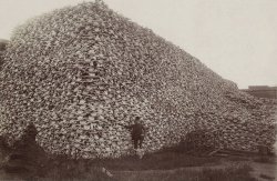 stay-human:  hick-ups:  A photograph from the 1870’s showing tens of thousands of bison skulls. They were mass slaughtered by the U.S. Army to make room for cattle and force Native American tribes into starvation.  “Far from inciting feelings of disgust