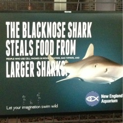 dinosaurseatman:  afirethatwillneverburn:  delcat:  chazzfox:  pajamaswag:  bluebombardier:  New England Aquarium ad campaign on the MBTA.  fuck yah NE represent  That aquarium is AWESOME  I KNEW IT ALL TO BE TRUE  these signs were the best thing about