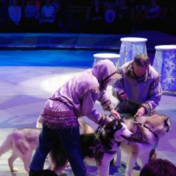 #Siberian #husky #dog #dogs #cute #pretty #beautiful #beauty #animal #Animals    #Izhevsk #Circus #Christmas #Show #Russia #RussianCircus #travel  January 7, 2014  #ИжевскийЦирк #Ижевск #Цирк #УдмуртскийЦирк #Удмуртия